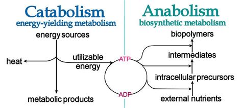 Understanding Ketogenesis: Anabolism and Catabolism | by Stephen Decker ...