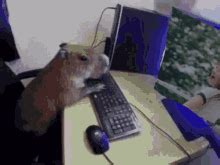 Capybara Eating Bamboo Capybara Madness GIF – Capybara Eating Bamboo Capybara Capybara Madness ...