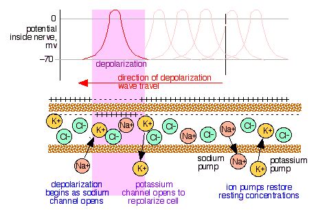 16.5: Applications of the Nernst Equation - Chemistry LibreTexts