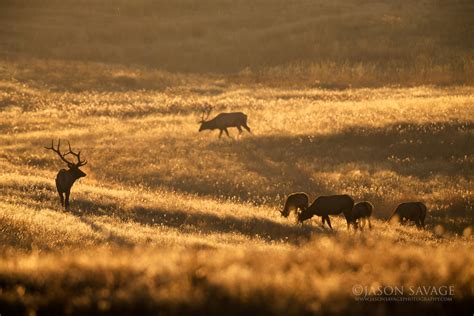 Photographing Montana Elk | Jason Savage Photography