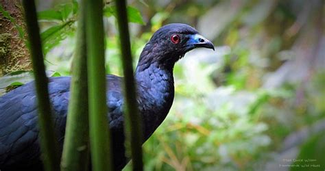 Monteverde Wildlife Experiences - great guide! - Monteverde Wildlife Experiences, Monteverde ...