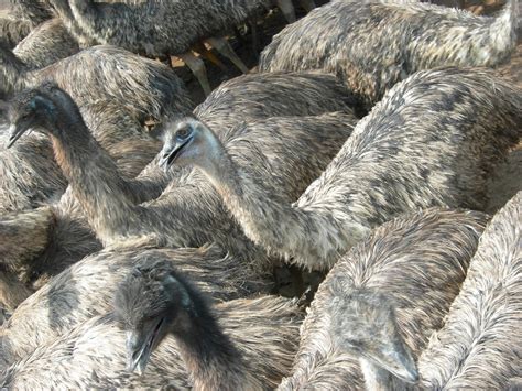 Emu Farming