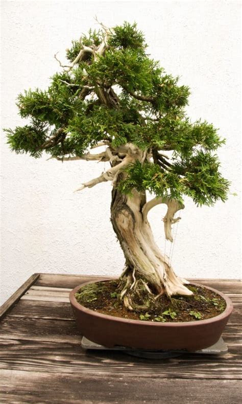 Cedar Bonsai Tree - A-Z Animals