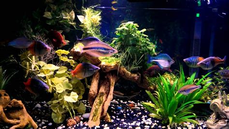 Rainbow Fish Tank - YouTube