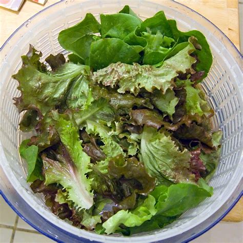 File:Lettuce in salad spinner.jpg - Wikimedia Commons
