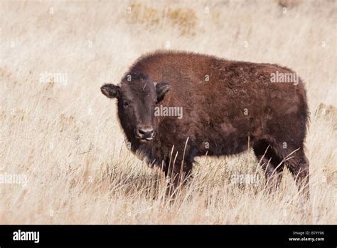 A baby Yellowstone bison enjoying the sunlight Stock Photo - Alamy