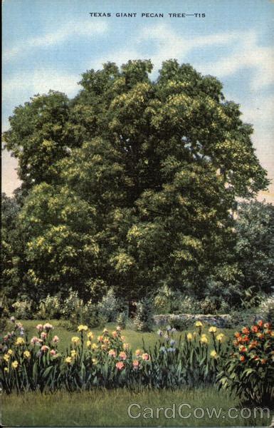 Texas Giant Pecan Tree Huntsville, TX Postcard