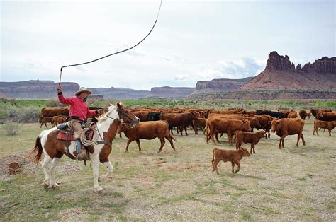 Cattle Roundup On A Ranch, Next Photograph by Ted Wood - Pixels