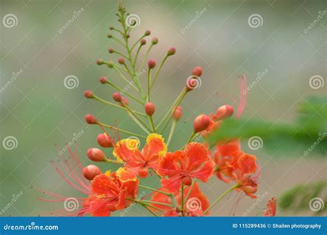 Gulmohar flower plant stock photo. Image of ornamental - 115289436