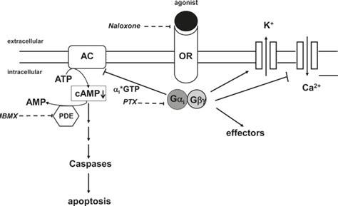 Stimulation of opioid receptors (OR) by agonists like D,L-methadone ...