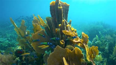 Treasure of the Caribbean | The Sounds of Grouper Spawning | Nature | PBS