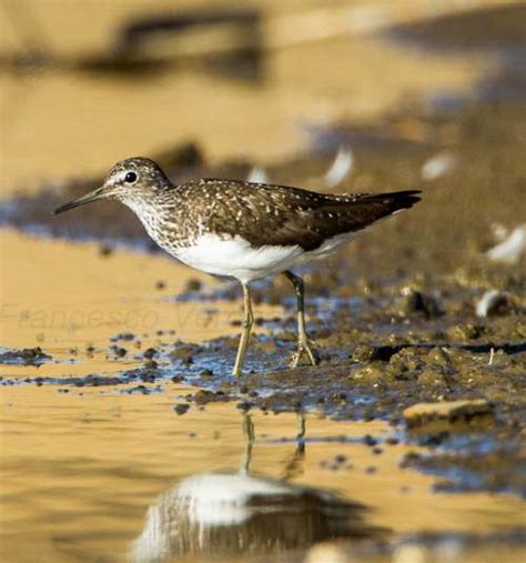 Green sandpiper photos | Birds of India | Bird World