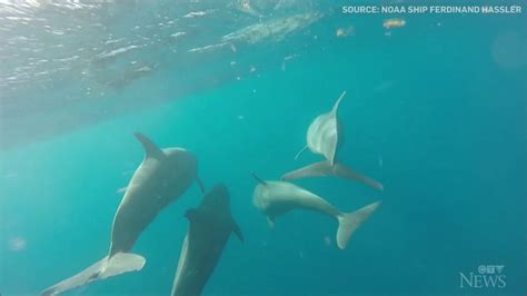 Underwater camera shows dolphins in action