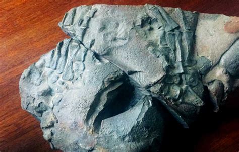 The 130-Million-Year-Old Human Fossil Heist | Ancient Origins