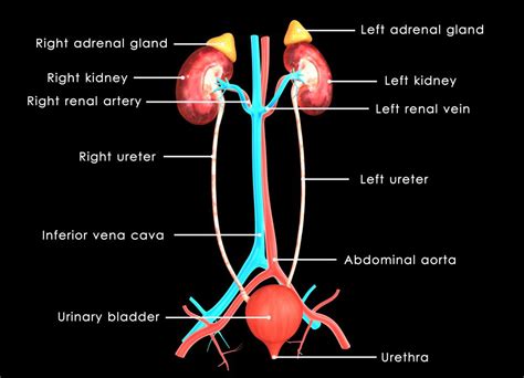 What is the Celiac Artery? (with pictures)