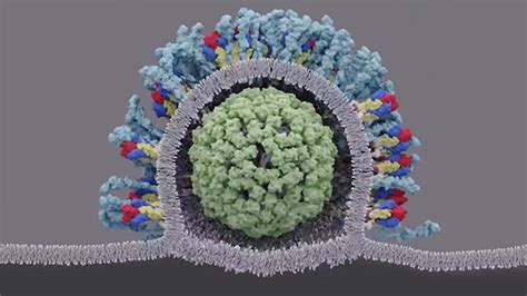 3D Animation Captures Viral Infection in Action – NIH Director's Blog