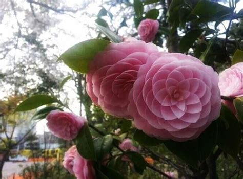 The symmetry of this flower : r/oddlysatisfying