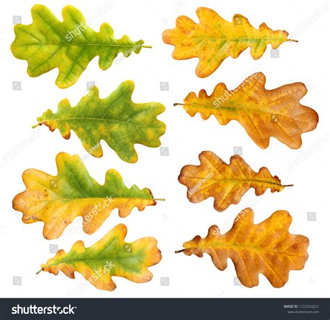 349,719 Autumn Oak Leaves Images, Stock Photos & Vectors | Shutterstock