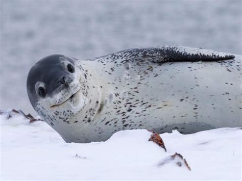 La vida secreta de la foca leopardo, el depredador 'cúspide' antártico