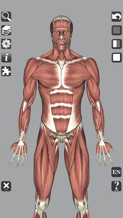 3D Anatomy Learning para PC y Mac - Descargar gratis (2022 versión ...