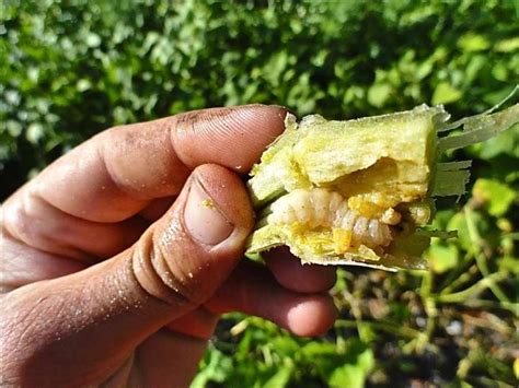 Squash Vine Borer: How to Prevent and Get Rid of Squash Vine Borers | The Old Farmer's Almanac