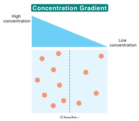 Concentration Gradient: Definition and Example