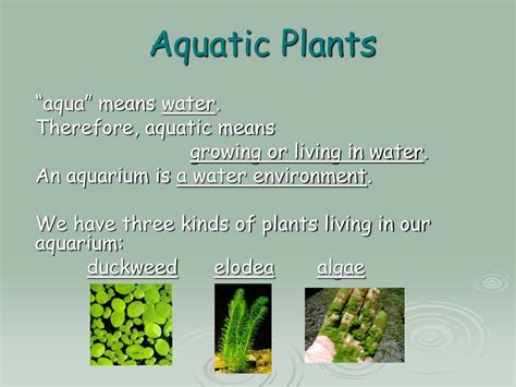 PPT - Aquatic Plants PowerPoint Presentation, free download - ID:6430120