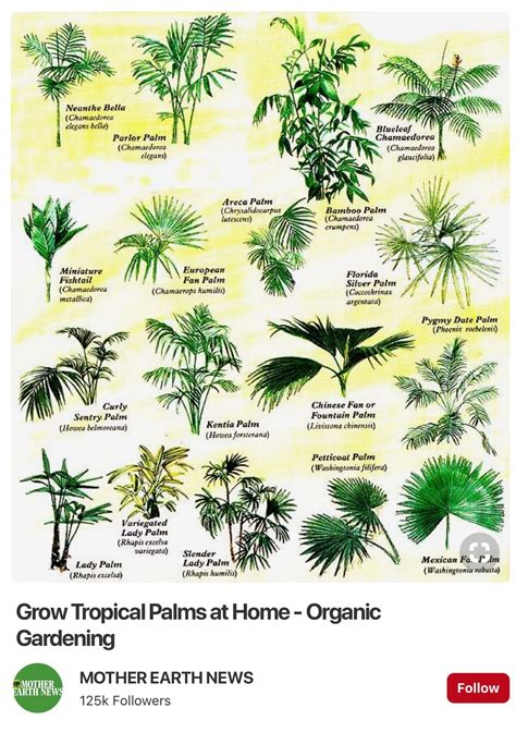 Types Of Palm Trees Chart