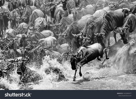 Crossing On Mara River Stock Photo 1623289477 | Shutterstock