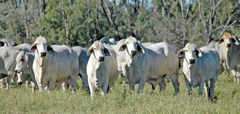 Brahman Cattle Australia : Australian Brahman Cattle Breeders Samari ...