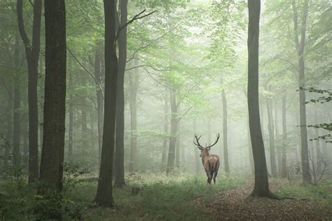 Stunning image of Red deer stag | Deer photography, Forest photography, Forest wallpaper