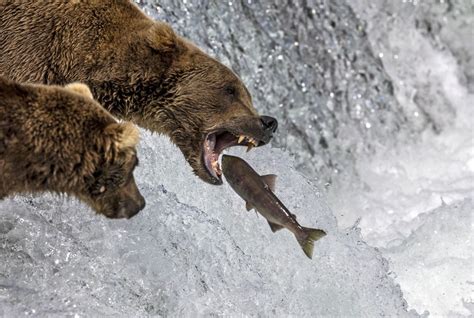 Brown Bears Fishing at Alaska’s Brooks Falls - The Atlantic