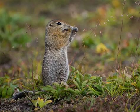 Arctic Ground Squirrel - Facts, Diet, Habitat & Pictures on Animalia.bio