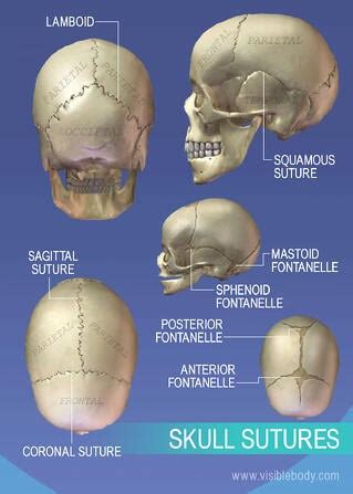 Axial Skeleton | Learn Skeleton Anatomy