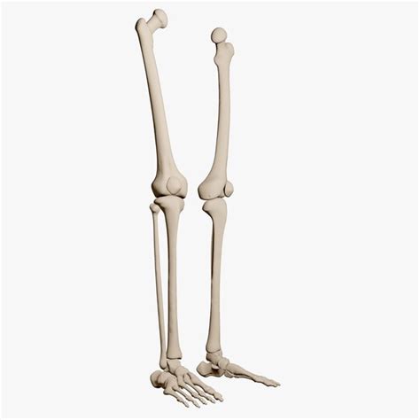 Bone human leg 3D model - TurboSquid 1686219