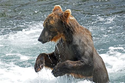 Wildlife in Larsen Bay Alaska | Kodiak Photography Workshops