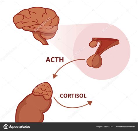 Glándula Pituitaria Suprarrenal Hormona Adrenocorticotrópica Estimula Función Glándula ...