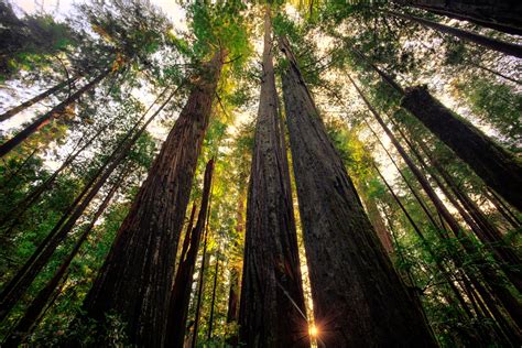 Camping World's Guide to RVing Redwood National Park - Camping World