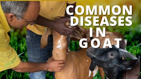 Principles Of Goat Disease And Prevention Pdf