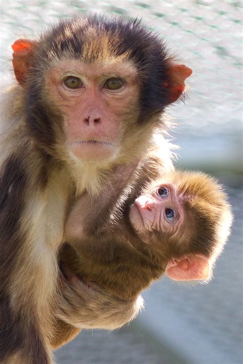 Rhesus monkey and newborn infant - California National Primate Research Center