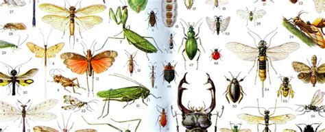 Classification of Insects - Insect orders with table - ABC of Agri