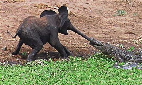 Crocodile Caught Hold Of Baby Elephant's Trunk In African Waterhole | India News – India TV