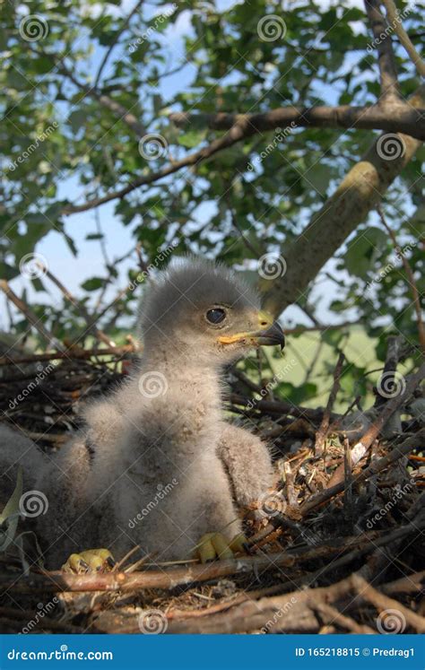 Young White-tailed Eagle Chicks in the Nest Stock Image - Image of cubs, hunter: 165218815