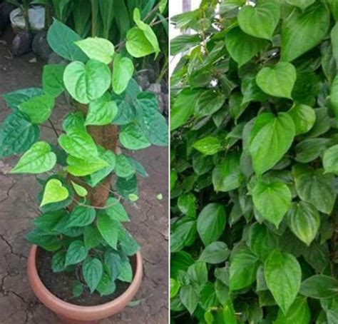 Growing Betel Leaf in Pots - A Full Guide | Gardening Tips