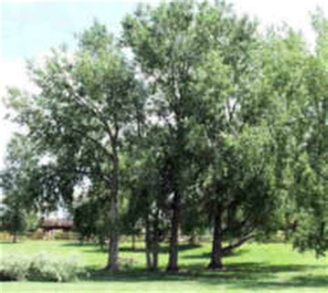 Wyoming State Tree: Plains Cottonwood