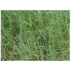 Durva Grass at Rs 35/kg | Natural Grass in Nagaur | ID: 9913575112