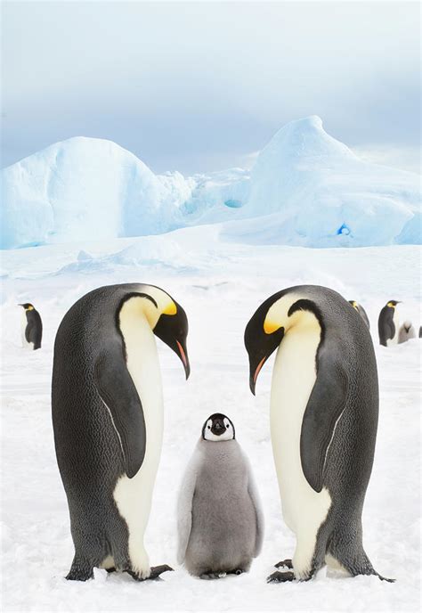 Emperor Penguins With Chick by Mike Hill