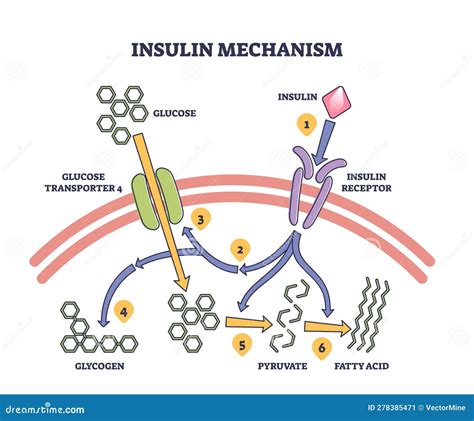 Insulin Mechanism Explanation with Medical Process Steps Outline ...