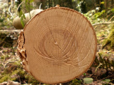 Tree rings provide snapshots of Earth's past climate – Climate Change ...