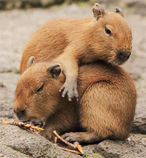 Baby Capybara on Capybarbarbaras : r/capybarasoncritters